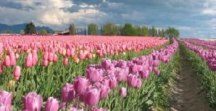 tulipanes