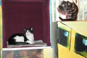 Kattenkabinet