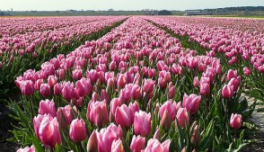 Campos de tulipanes