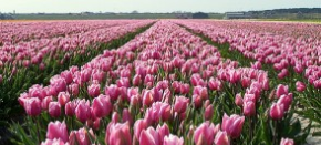 Campo de Tulipanes