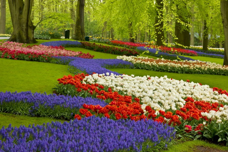 Escursión compartida a los Jardines Keukenhof  y a los campos de tulipanes