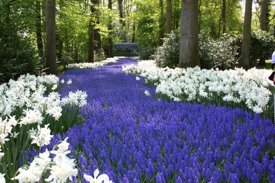 Excursión por lo mejor de Ámsterdam y visita a los Jardines Keukenhof