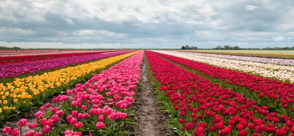 Jardines de Keukenhof 